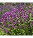 Alpine Betony  (Stachys monieri 'Hummelo')