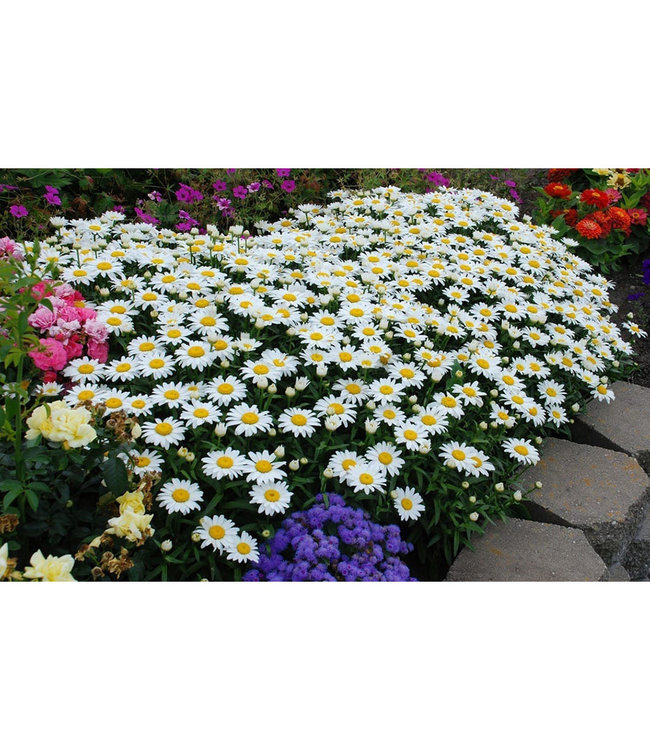 Leucanthemum x superbum 'Snowcap' (Shasta Daisy) 1gal [1]