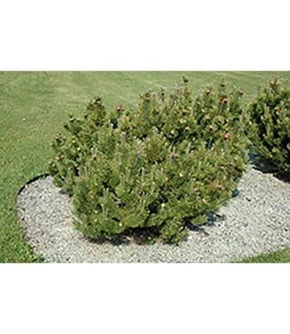 Livingstone Dwarf Mugo Pine (Pinus mugo pumilio)