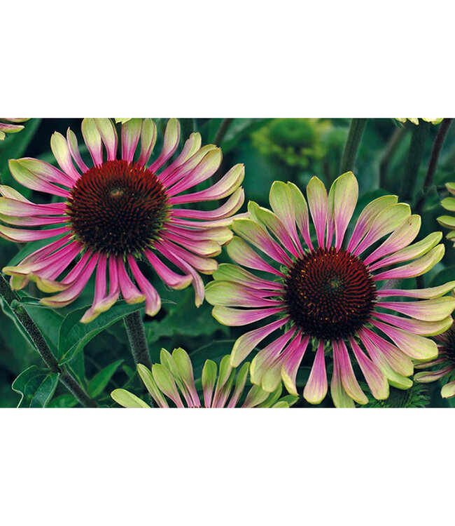 Green Twister Coneflower (Echinacea purpurea 'Green Twister')