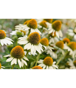 Livingstone Echinacea(White Swan Coneflower [Wh])1gal[3]