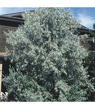Livingstone Russian Olive (Elaeagnus angustifolia)