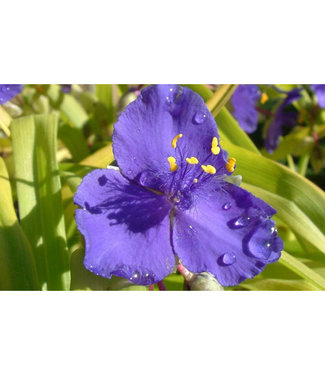 Livingstone Blue and Gold Spiderwort  (Tradescantia a. 'Blue and Gold')