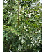 Majestic Skies Northern Pin Oak (Quercus ellipsoidalis 'Bailskies')