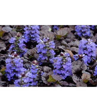 Livingstone Black Scallop Bugleweed (Ajuga reptans 'Black Scallop')