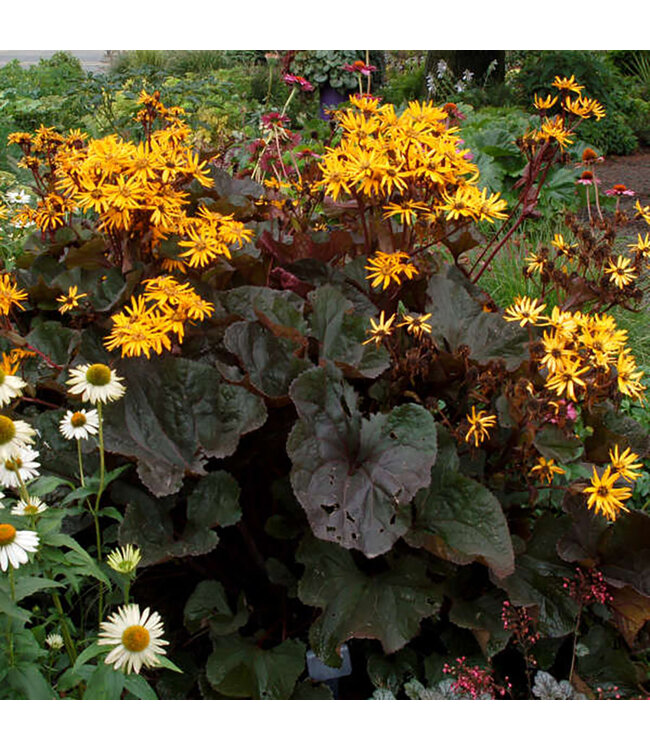 Britt-Marie Crawford Ligularia (Ligularia dentata 'Britt-Marie Crawford')