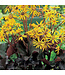 Britt-Marie Crawford Ligularia (Ligularia dentata 'Britt-Marie Crawford')