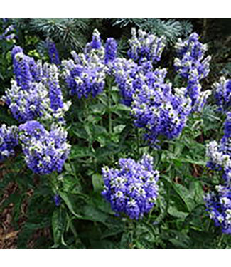 Livingstone Blue Bomb Speedwell  (Veronica x 'Blue Bomb')