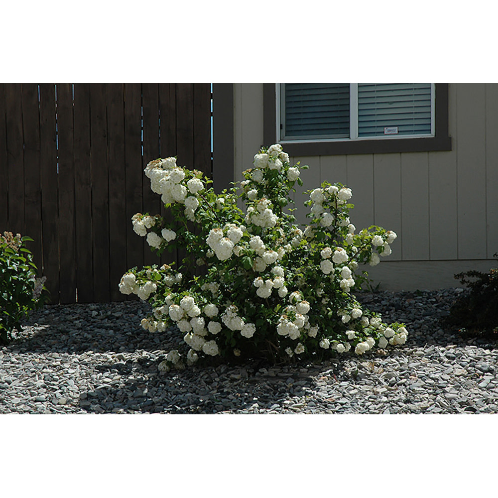 Snowball Viburnum (Viburnum opulus 'Sterile') Livingstone Outdoor