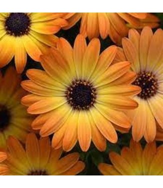 Livingstone Osteospermum ecklonis 'Sunshine Beauty' 4.5in [1]
