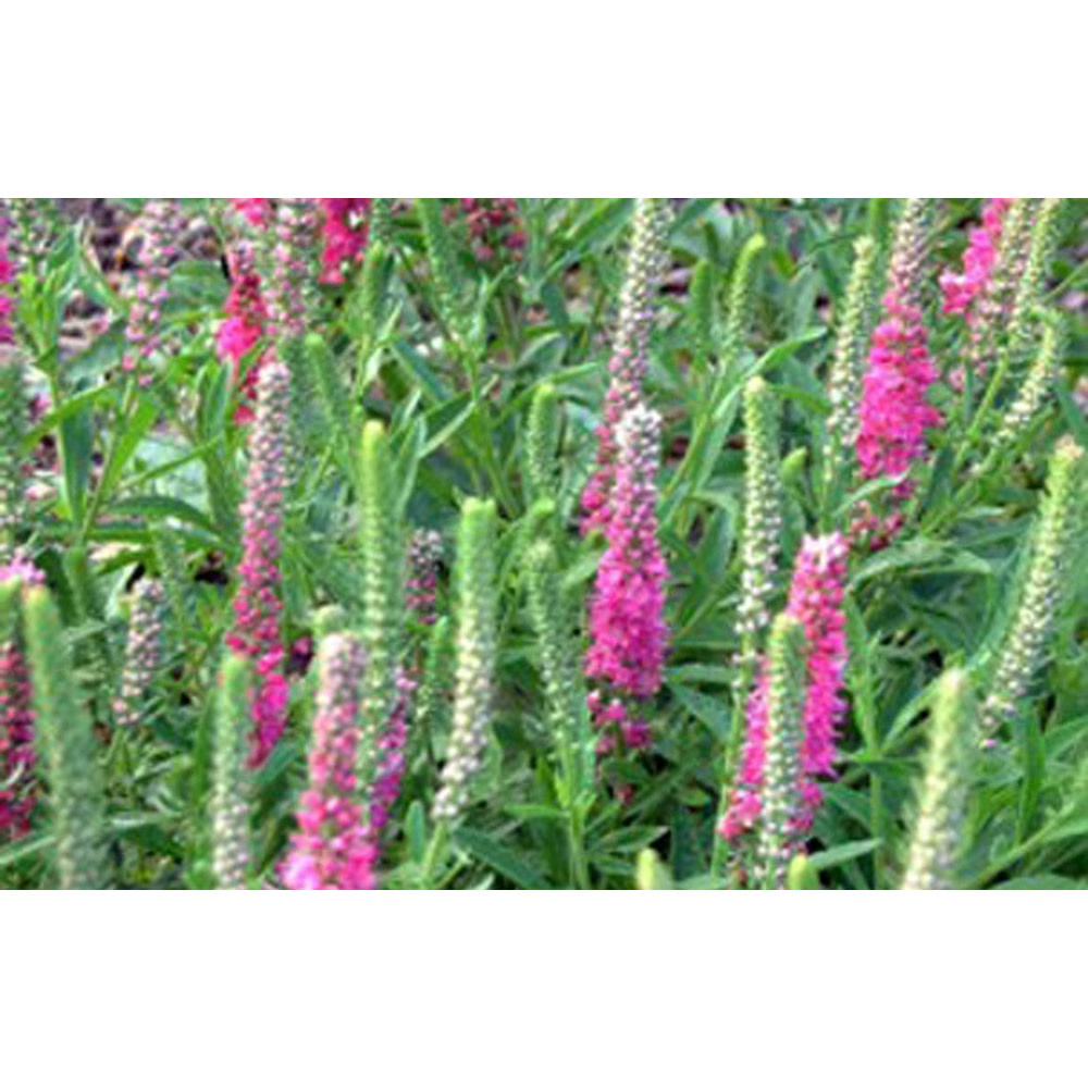 Red Fox Speedwell (Veronica spicata 'Red Fox') - Livingstone Outdoor
