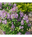 Scentara Series Lilac (Syringa x hyacinthiflora)