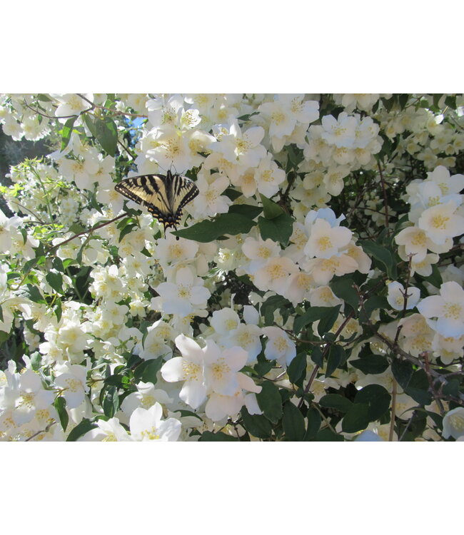 Blizzard Mockorange (Philadelphus lewisii 'Blizzard') - Livingstone ...