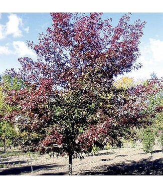 Livingstone Shooting Star Northern Pin Oak (Quercus ellipsoidalis 'Durmarg')