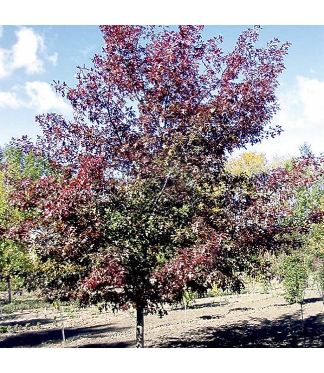 Shooting Star Northern Pin Oak (Quercus ellipsoidalis 'Durmarg')