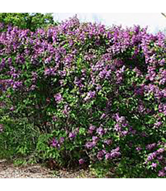 Livingstone Common Lilac (Syringa vulgaris)