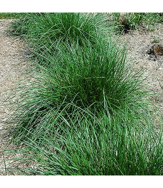 Livingstone Tufted Hair Grass (Deschampsia cespitosa) #1 [1]