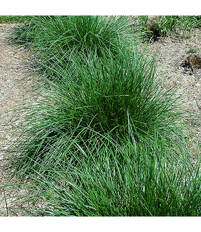 Tufted Hair Grass (Deschampsia cespitosa) #1 [1]