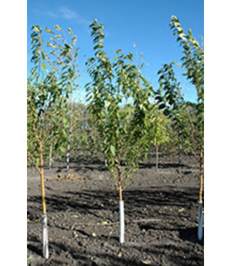 Livingstone Klondike Amur Cherry (Prunus maackii 'Klondike')