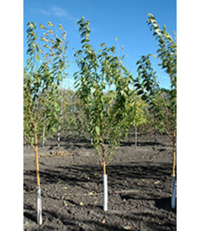 Klondike Amur Cherry (Prunus maackii 'Klondike')