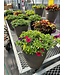 Vibrant Deck Planter 12in [10]