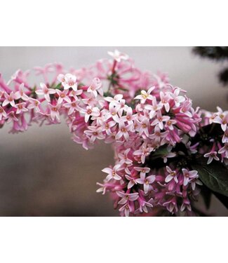 Livingstone Pinktini Lilac (Syringa x prestoniae 'Pinktini')