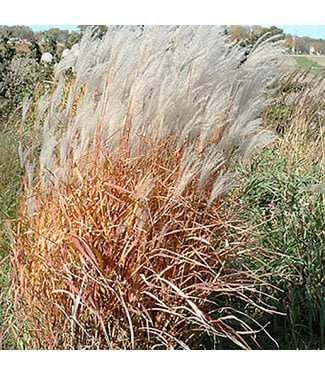 Livingstone Autumn Red Maiden Grass (Miscanthus s. p. 'Autumn Red')