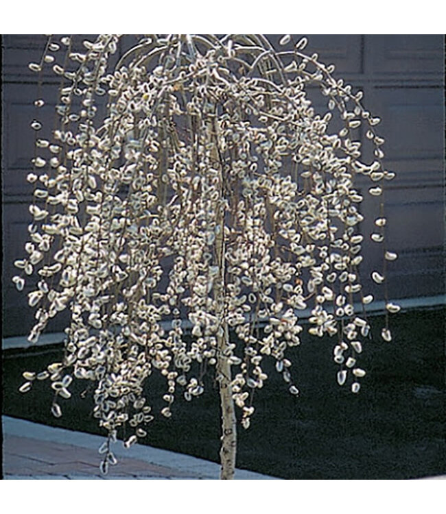 Weeping Pussy Willow Topgraft (Salix caprea 'Pendula' STD