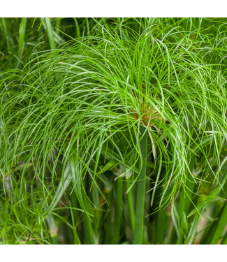 Livingstone Prince Tut Grass (Cyperus papyrus 'Prince Tut')