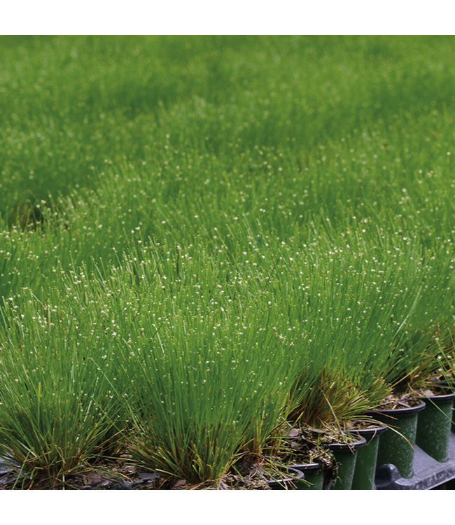 Live Wire Fiber Optic Grass - (Isolepis cernua)