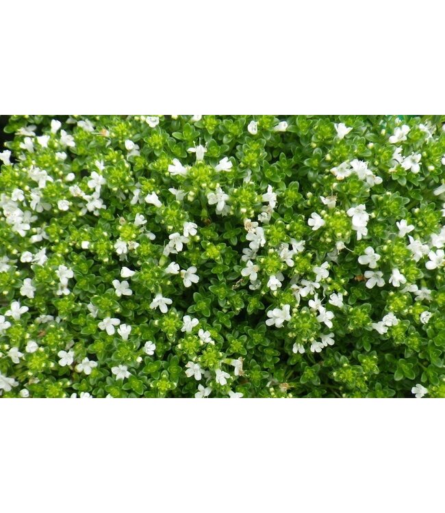 Thymus praecox (Albus White) 4in [2]