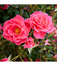 Aurora Borealis Rose (Rosa x 'Aurora Borealis')