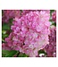 Strawberry Sundae Hydrangea (Hydrangea paniculata 'Strawberry Sundae')