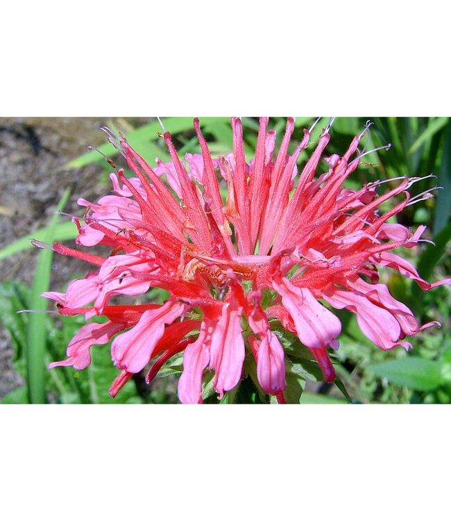Monarda didyma 'Marshall's Delight' (Bee-Balm) 1gal [1]
