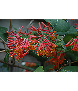 Livingstone Dropmore Scarlet Trumpet Honeysuckle (Lonicera x brownii 'Scarlet Trumpet')