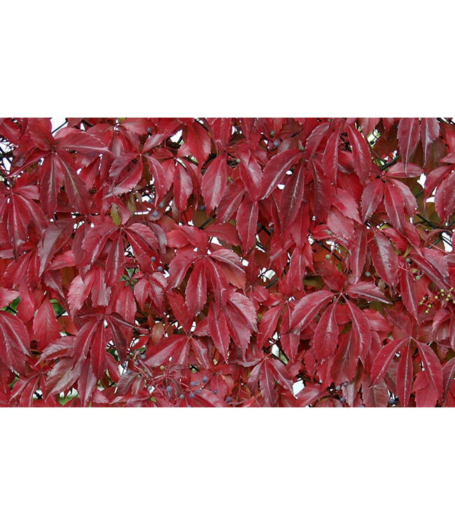 Engleman Ivy (Parthenocissus quinquefolia 'Englemannii')