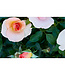 Chinook Sunrise Rose (Rosa x 'Chinook Sunrise')