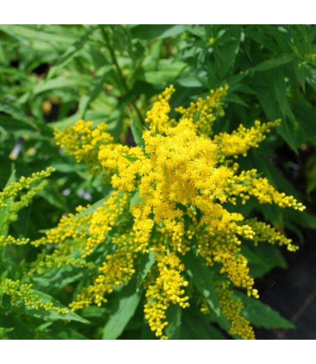 Baby Gold Goldenrod (Solidago canadensis 'Baby Gold')