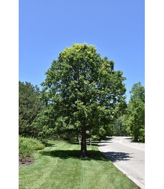 Livingstone Bur Oak (Quercus macrocarpa)