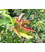 Amur Maple Tree Form (Acer ginnala Tree Form)