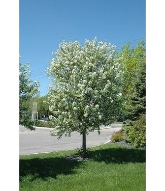 Livingstone Starlite Flowering Crabapple (Malus x 'Starlite')