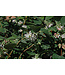 Ivory Silk Tree Lilac (Syringa reticulata 'Ivory Silk')