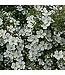 Abbotswood Potentilla (Potentilla fruticosa 'Abbotswood')