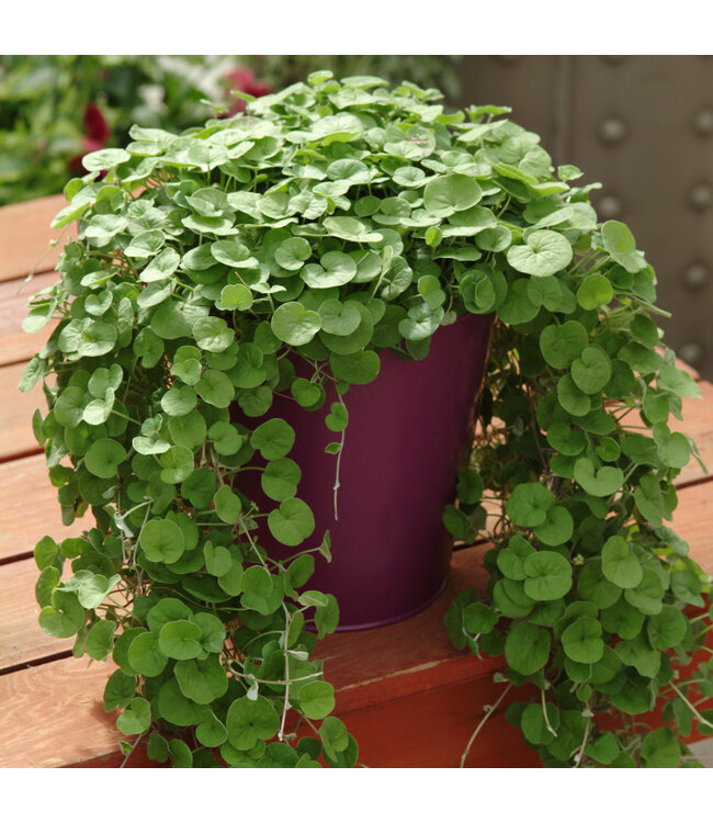 Dichondra (Emerald Falls) 4in [2]