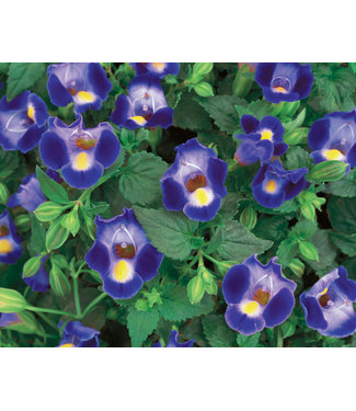 Livingstone Torenia Moon™ 'Blue' (Wishbone Flower ) 4.5in [1]