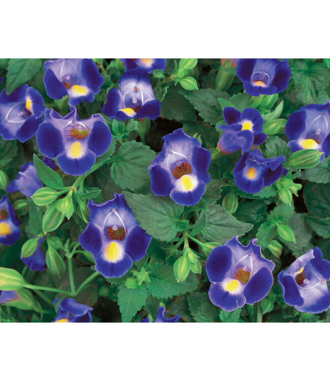 Torenia Moon™ 'Blue' (Wishbone Flower ) 4.5in [1]