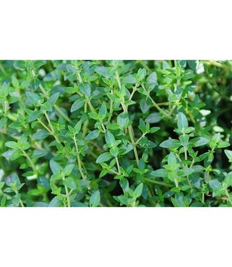Livingstone Thymus vulgaris (English Thyme) 4.5in [1]