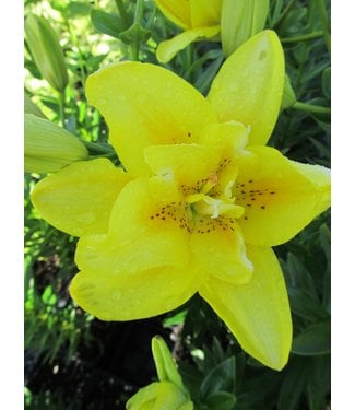 Livingstone Fata Morgana Lily (Lilium asiatica 'Fata Morgana')