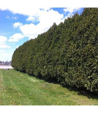 Livingstone Dark Green Cedar (Thuja occidentalis 'Nigra')