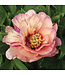 Itoh Series Peony (Paeonia)